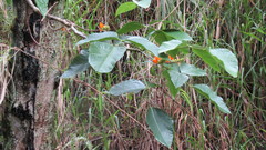 Erythrina edulis
