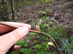 Angelica californica