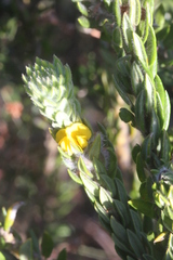 Aotus lanigera
