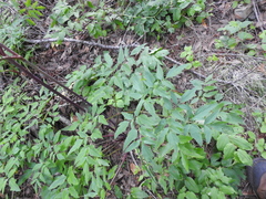 Angelica californica