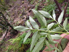 Angelica californica