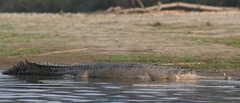 Gavialis gangeticus
