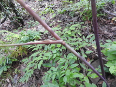Angelica californica