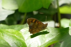 Pararge aegeria
