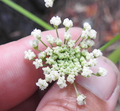 Angelica californica
