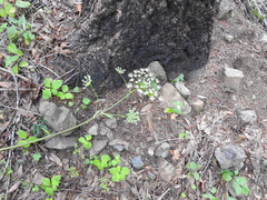 Angelica californica