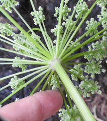 Angelica californica