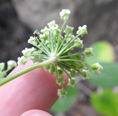 Angelica californica
