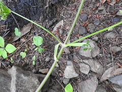 Angelica californica