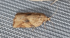 Argyrotaenia ivana