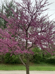 Cercis canadensis