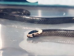 Cacophis harriettae