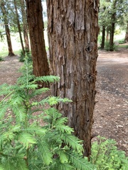 Sequoia