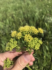 Polytaenia nuttallii