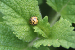Propylea quatuordecimpunctata