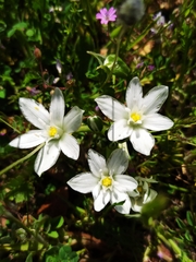 Ornithogalum baeticum