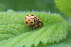 Propylea quatuordecimpunctata