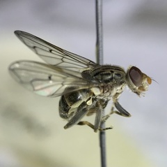 Brachyopa diversa