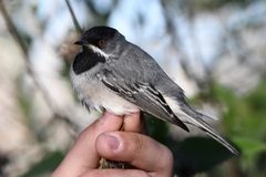 Curruca ruppeli