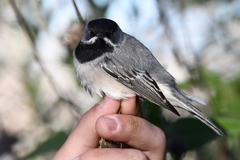Curruca ruppeli