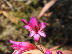 Gladiolus illyricus