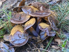 Cortinarius archeri