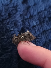 Ctenoplusia limbirena