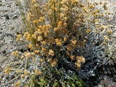 Achyrocline saturejoides