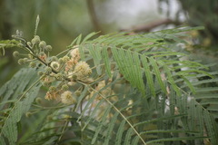 Mimosoideae