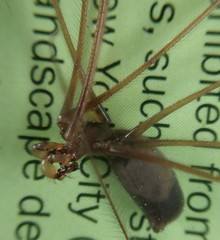 Pholcus phalangioides