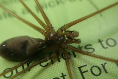 Pholcus phalangioides