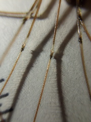 Pholcus phalangioides