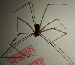 Pholcus phalangioides