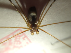 Pholcus phalangioides