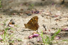Pararge aegeria