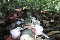 Marasmiellus cubensis