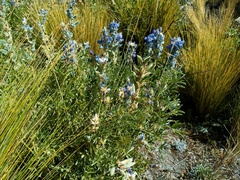 Lupinus altimontanus
