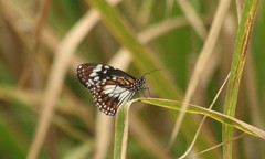 Danaus affinis affinis
