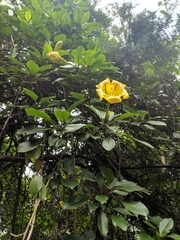 Solandra