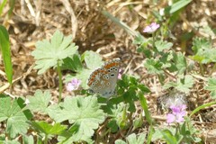 Aricia cramera