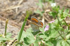 Aricia cramera
