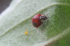 Adalia bipunctata