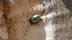 Zygogramma signatipennis