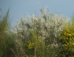 Cytisus multiflorus