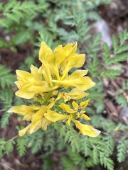 Corydalis speciosa