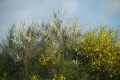 Cytisus multiflorus