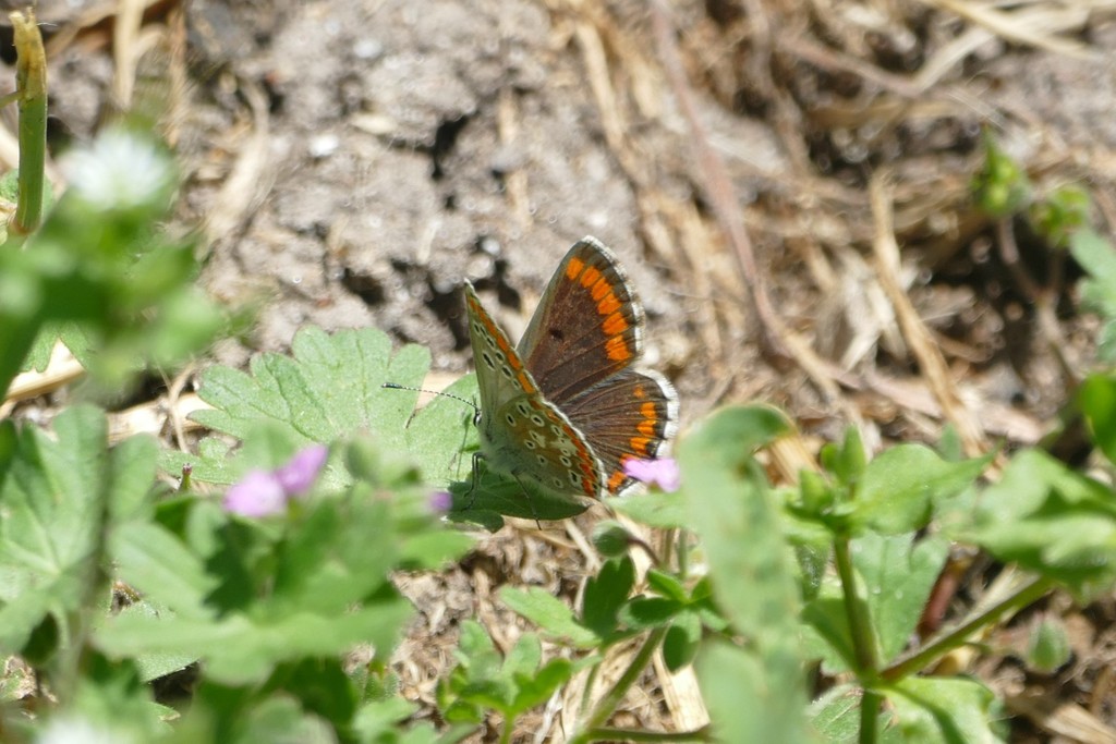 Southern Brown Argus