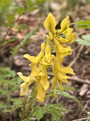 Corydalis speciosa