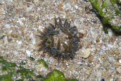 Bunodosoma zamponii