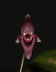 Pleurothallis praecipua